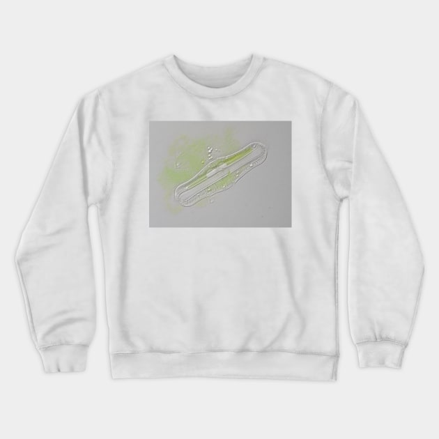 Freshwater diatom, Rhopalodia sp. Crewneck Sweatshirt by SDym Photography